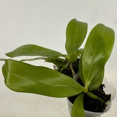 F1蝴蝶蘭雜交 Phal. mannii var. Black x Phal. speciosa, 1個, 1.7吋一組2株