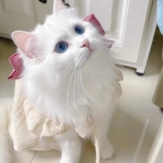 寵物禮服裙 蝴蝶結可愛公主裙 適用於比熊、泰迪、貴賓等小型犬貓, 1個