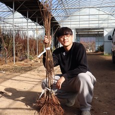 앵두나무 묘목 2년생 (접목1년생) 백앵두 왕앵두, 1개, 백앵두 (중묘)