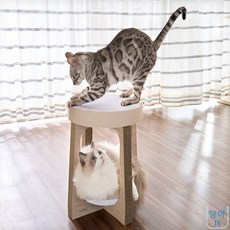 담아잇 고양이스크래쳐의자 스크래쳐고양이