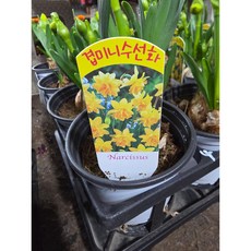 (세자매꽃집) 노랑색 겹미니수선화 구근, 2개