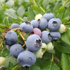 탱글탱글 생블루베리 새콤달콤 수입 블루베리, 1세트, 2팩*125g