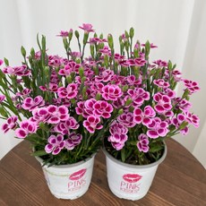 향카네이션 미니카네이션 1+1 온정원 공기정화식물