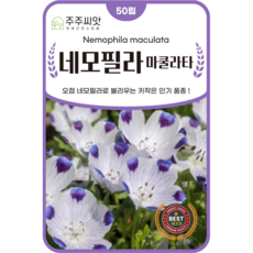 [주주씨앗] 오점 네모필라 씨앗 50립 / 마쿨라타 키작은 품종 일년생 꽃씨앗, 1개