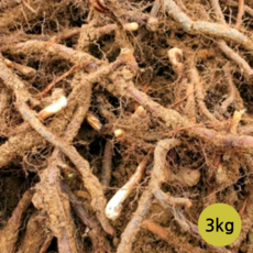 고사리 종근 묘목 뿌리 2년생, 고사리종근