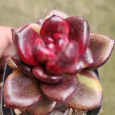 아기자기 예쁜다육 38종, 1번)- 파인로즈