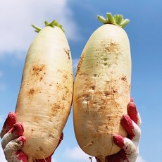 채소애 국내산 무, 햇무(흙무), 1개, 5kg