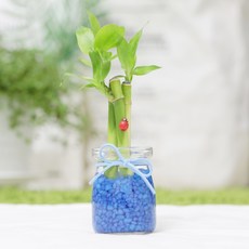 그린테라피 미니 푸딩 개운죽 행운목공기정화식물 미세먼지, 파랑