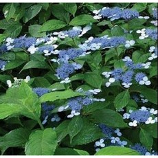 산수국 노지월동다년초 여름개화 규격10cm포트묘 케이야생화, 3개