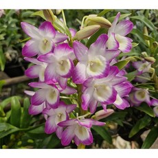 [신라난농원]덴드로비움 뷰티 하모니.Beauty harmony.특대품.노빌계.석곡.진한핑크색.화려한색.아주좋은향.고급종.인기상품.필독뒷사진참고., 1개