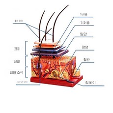 피부과 모낭 모형 표피층 해부학 진피층 교육 미용, 1세트, 피부와 모발