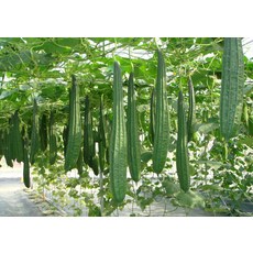 野菜部屋 稜角絲瓜種子 中包裝 早生 植株強健, 1包