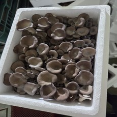 국산 무농약 느타리버섯 애 느타리 버섯, 1박스, 1kg