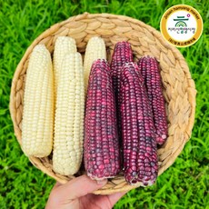 [함양시장] 장보고 경남고성 월평 찰옥수수 햇옥수수 백찰 흑찰 특품 15cm이상 10개, 02_백찰옥수수 10개, 1박스, 2.5kg