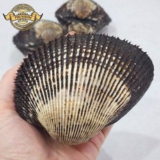 [품질보장 대왕 생물 피꼬막] 국내산 거제도 대왕 피꼬막 피조개 꼬막 무침 생물, 1개, 정품 왕 피꼬막 1kg (8미 내외)