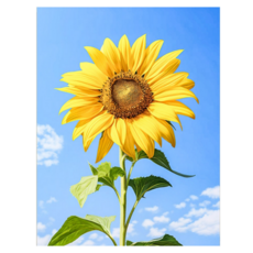 조이제이 36종 40x50 쉬운그림그리기 DIY 유화그리기세트 명화그리기, 021 해바라기, 1세트