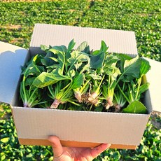 남해 여수 노지 시금치 보물초, 1개, 1kg
