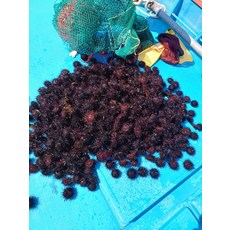 고급음식점에서 취급합니다 통통 보라성게알 100g 깨끗하고 깔끔합니다 많이애용해주세요, 1개