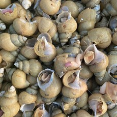 [신선배송]동해안 포항 손질 골뱅이 230g, 1세트, 1팩