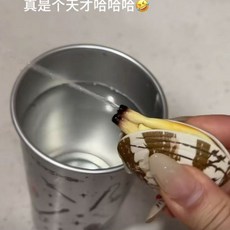 臺灣出貨 蛤蜊水槍 噴水蛤蜊 花甲水槍 噴水蛤蜊 蛤蜊噴水 蛤蠣水槍 噴水蛤蠣 貝殼水槍 蛤蜊 噴水 牡蠣水槍 蛤蠣 E, 1個, 噴水蛤蜊【隨機一個】