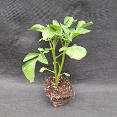 미소화원농장 수미 감자 모종, 1개