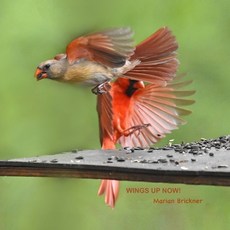 Wings Up Now! Paperback, Independently Published