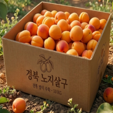 [노지살구 농가] 수빈이네 고당도 살구 햇 노지살구 첫수확 노지 햇살구, 1세트, 500g(중소,15과 내외)