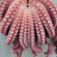 산지직송 생물자숙참문어 대왕문어 포항동해안1kg-4kg, 1개, 생물자숙1.5kg(실무게1kg내외)