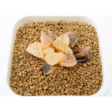 하월시아 구미성금 동일품-260227 코덱스 아프리카식물 멸종위기 희귀선인장