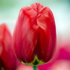 [저온처리] 튤립 구근 퍼레이드 5개 세트 유럽직수입 튜울립 실내 수경 재배 봄 꽃