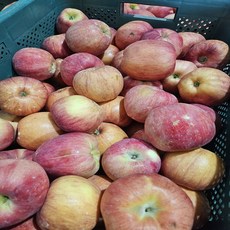 햇사과 쥬스용8kg 실중량 7kg이상 (흠집 멍 청색 미색있음 )품종 /과수 랜덤발송(청사과 홍로.시나노골드..요까.등), 1박스
