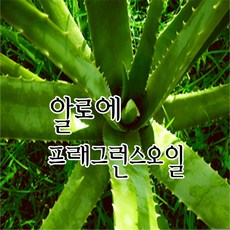 [허니솝] 프래그런스 오일 20ml 50ml 100ml 비누만들기재료 화장품DIY, 11. 알로에f.o x 20ml, 1개