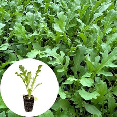 새마을총각 와일드루꼴라모종 루꼴라모종, 2개