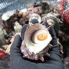 자연산 뿔소라 영덕 동해안 머구리 손채취 새벽조업 산지직송 오올블루, 2개, 1kg(1-5미)