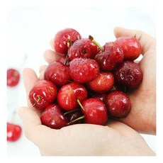 과일계의 여왕 새콤달콤 생 체리 500g내외184623