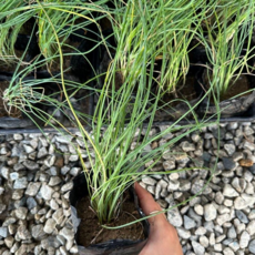 골드씨드 식용허브 차이브 4치포트, 4치, 1개