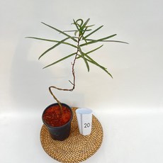 S자형 보틀트리 바오밥나무 중대품 60-70cm 카페식물 플랜테리어 공룡꽃식물원, 1개