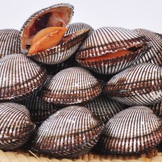 [푸르젠] [산지직송/당일채취발송] 피꼬막 3kg (실중량/상품), 상세 설명 참조