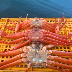 [맛없으면환불보장] 당일조업 산지직송 국내산 연지홍게, 1박스, 3kg (수율 70%내외)