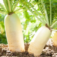 아삭 달큰한 제주 세척 월동무, 1개, 3kg (3~6입)