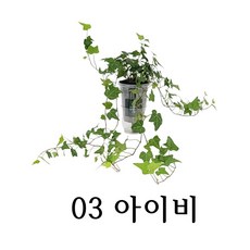 와이디무역 수경재배 실내공기정화식물 10종 물만 주시면 됩니다. 개업 축하 돌잔치 선물, 1개