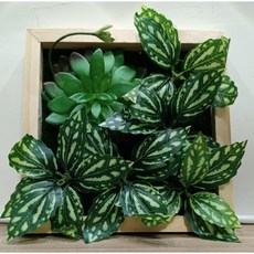 仿真牆面植物掛飾(C) 20x20cm (全新) - 打造清新自然的居家空間