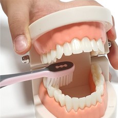 다온58 치아모형 어린이집