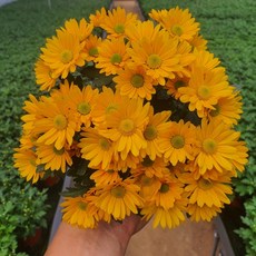 [무지개꽃/색상선택] 미니 국화 (꽃크기 3cm 소국 화분), 03. 진한노랑 (스위프티 라이트 오렌지), 1개