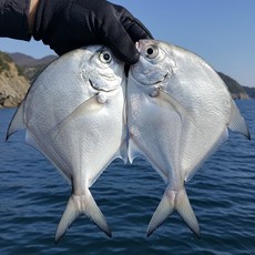 [국내산]생물 병어 특품 최상급 산지직송, 1박스, 생물 병어 3kg