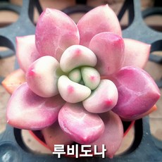 내맘대로골라 다육이 다육식물, 32번- 루비도나, 1개