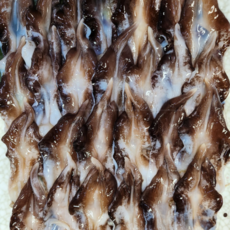 [타임특가] 산지직송 여수 손질 새조개, 1개, 200g