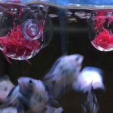관상어 먹이 급여 용기 투명 부착식 생미끼 공급 장치 수조 부착형 먹이통 사육, 1개