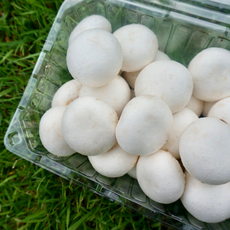 [GAP우수관리인증] 경주시 건천읍 향이 좋은 화이트 양송이버섯, 1kg 플라스틱 미포함, 1개