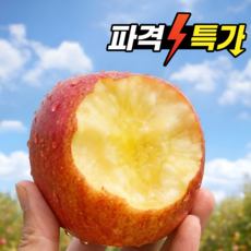 [타임특가] 딱50박스 꿀당도 A급 부사사과, 1개, 5kg 중소과